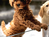 VONALP PET TORIUM GARANTISIYLE MUKEMMEL TOY POODLE YAVRULARI