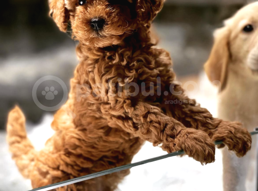 VONALP PET TORIUM GARANTISIYLE MUKEMMEL TOY POODLE YAVRULARI