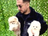 Oyuncak değil Gerçek Pomeranian yavrularım