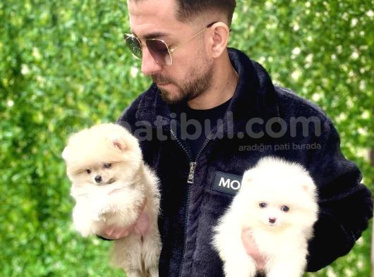 Oyuncak Değil Gerçek Pomeranian Yavrularım