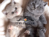 Özel Bebekler Lilac vs Gri British Shorthair