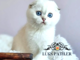 Top Kafacık Silver Scottish Fold