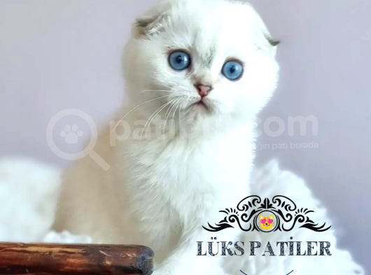 Top Kafacık Silver Scottish Fold