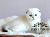 Top Kafacık Silver Scottish Fold