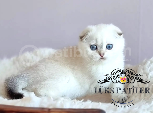 Top Kafacık Silver Scottish Fold görsel