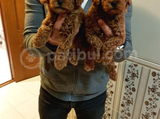 Red Brown Kizil Orji̇nal Toy Poodle Yavrular görsel