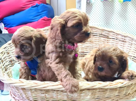 Uygun Rakamlara Orji̇nal Gerçek Cavapoo Yavrular görsel