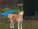 Yetişkin Japon Akita Amerikan Akita