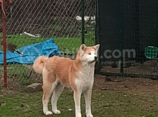 Yetişkin Japon Akita Amerikan Akita görsel