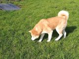 Yetişkin Japon Akita Amerikan Akita