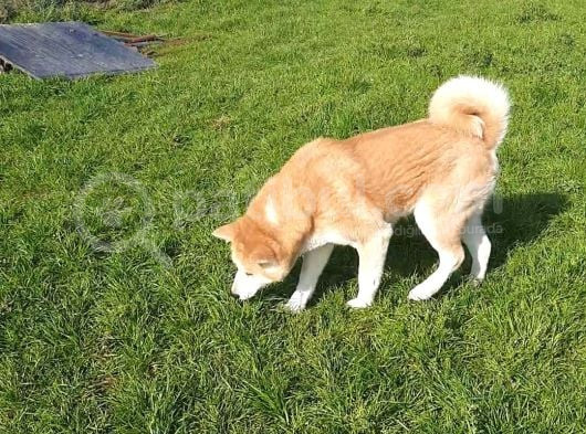 Yetişkin Japon Akita Amerikan Akita görsel
