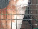 Yetişkin Japon Akita Amerikan Akita