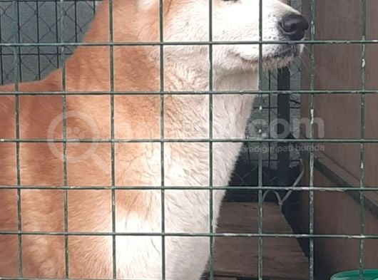 Yetişkin Japon Akita Amerikan Akita