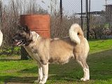 Yetişkin Japon Akita Amerikan Akita