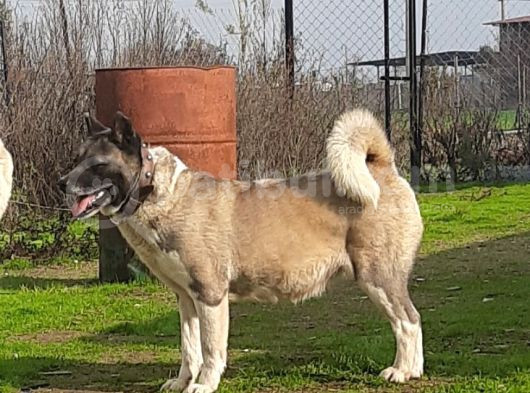 Yetişkin Japon Akita Amerikan Akita görsel