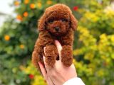 Kore Poodle Yavrular