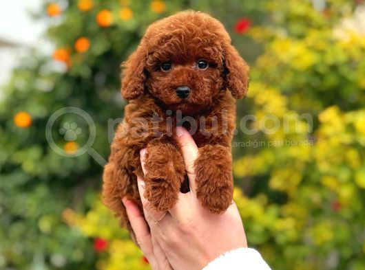 Kore Poodle Yavrular görsel