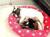 ORİJİNAL FRANSIZ BULDOG BEBELER
