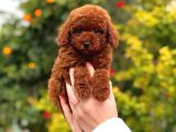 Kore poodle yavrular