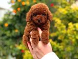 Kore Poodle Yavrular