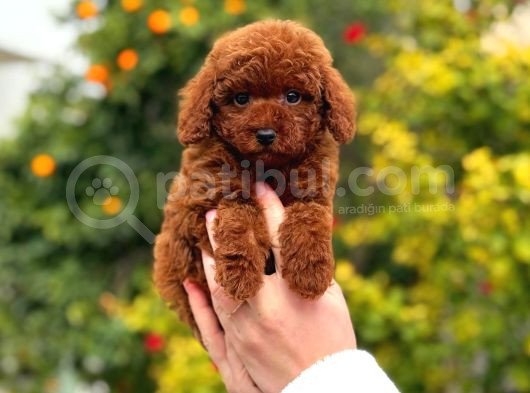 Kore Poodle Yavrular görsel