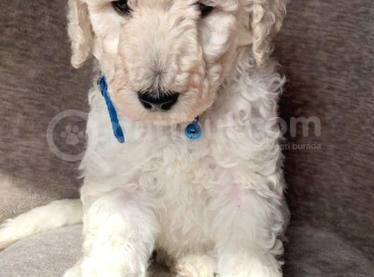 Çok Uygun Rakama Dev Standart Poodle görsel