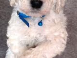 Çok Uygun Rakama Dev Standart Poodle
