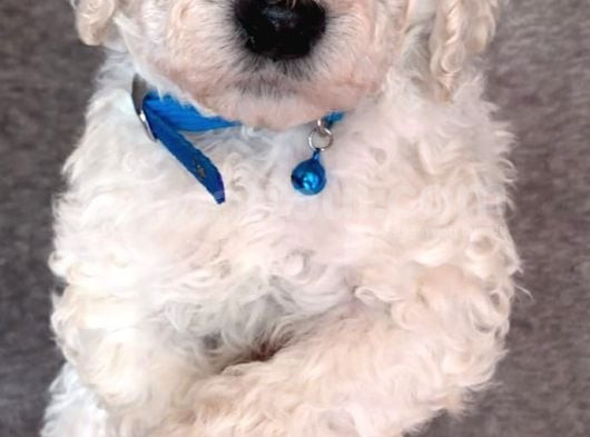 Çok Uygun Rakama Dev Standart Poodle görsel