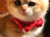 A Kalite Bri̇ti̇sh Shorthai̇r Golden  Yavrular