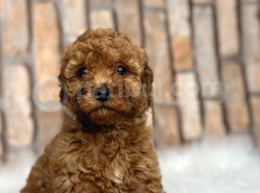 Red Brown Kizil Orji̇nal Toy Poodle Yavrular görsel