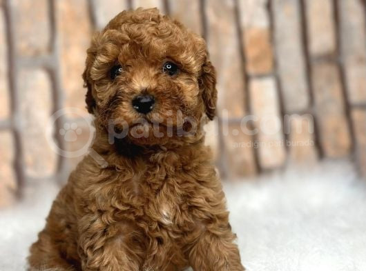 Red Brown Kizil Orji̇nal Toy Poodle Yavrular
