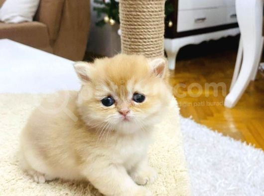 A Kalite Bri̇ti̇sh Shorthai̇r Golden  Yavrular görsel