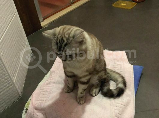 Asile Ömürlük Yuva Arıyoruz görsel