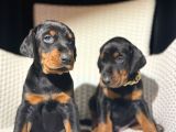 Safkan Estetikli Garantili Doberman Yavrularımız