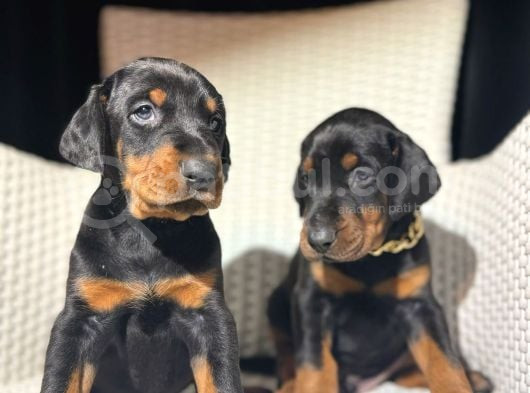 Safkan Estetikli Garantili Doberman Yavrularımız görsel