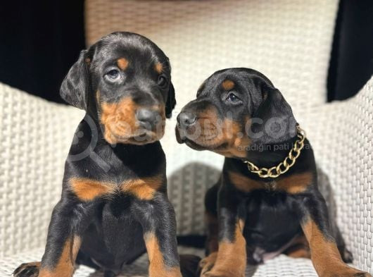 Safkan Estetikli Garantili Doberman Yavrularımız görsel
