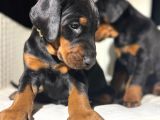 Safkan estetikli garantili Doberman yavrularımız