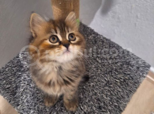 Golden Tabyy Dişi Teslime Hazır görsel