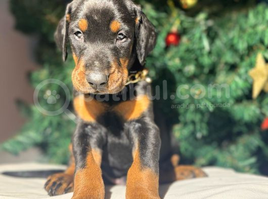 Safkan King Estetikli Doberman Yavrular görsel
