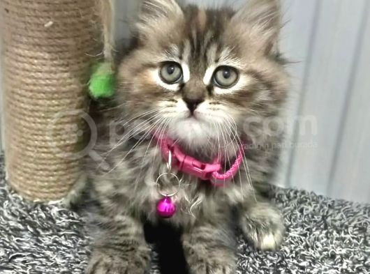 Golden Tabyy Dişi Teslime Hazır görsel