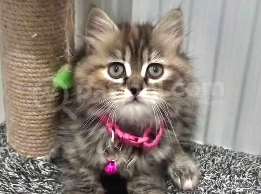 Golden Tabyy Dişi Teslime Hazır görsel