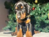 Safkan King Estetikli Doberman Yavrular