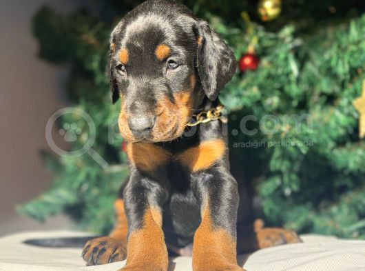 Safkan King Estetikli Doberman Yavrular görsel