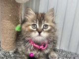 Golden tabyy dişi teslime hazır