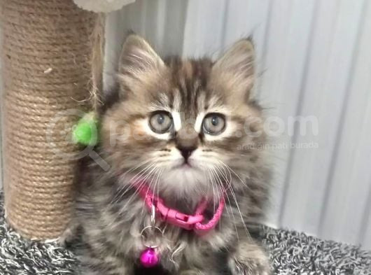 Golden Tabyy Dişi Teslime Hazır