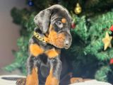Safkan king estetikli Doberman yavrular