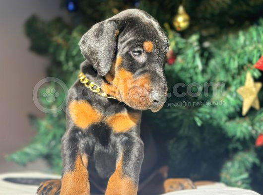 Safkan king estetikli Doberman yavrular