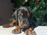 Safkan King Estetikli Doberman Yavrular