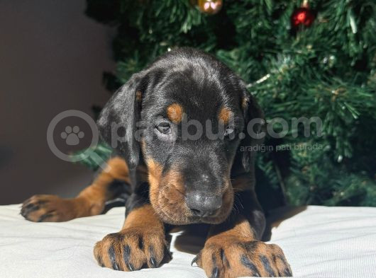 Safkan King Estetikli Doberman Yavrular görsel