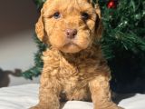 Eğitimli veteriner kontrollü maltipoo bebeklerimiz